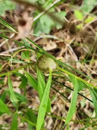 Attēlu rezultāti vaicājumam “Aulacidea hieracii”