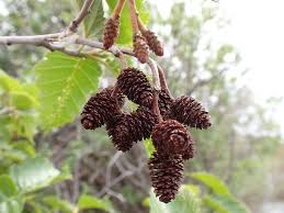 Attēlu rezultāti vaicājumam “Alnus”