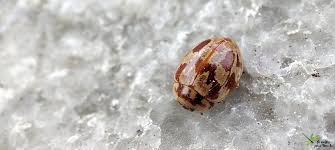 Attēlu rezultāti vaicājumam “Myrrha octodecimguttata”