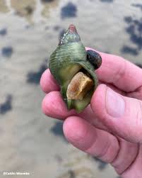 Image result for Buccinum undatum