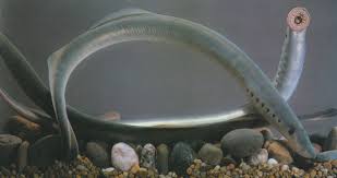 Image result for Lethenteron camtschaticum