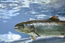 Image result for Salmo salar