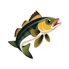 Image result for Sander vitreus