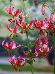 Image result for Lilium martagon `Manitoba Fox`