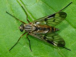 Attēlu rezultāti vaicājumam “Rhagionidae”