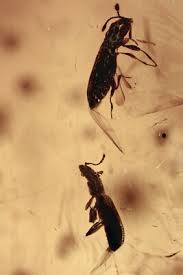 Attēlu rezultāti vaicājumam “Latridiidae”