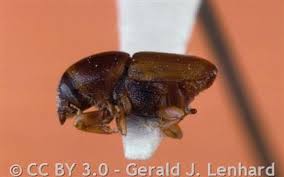 Attēlu rezultāti vaicājumam “Scolytus scolytus, Scolytus multistriatus”