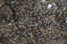 Attēlu rezultāti vaicājumam “Physarum flavicomum”