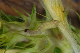 Attēlu rezultāti vaicājumam “Perizoma alchemilla”