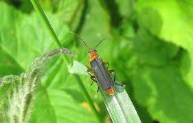 Attēlu rezultāti vaicājumam “Cantharis nigricans”