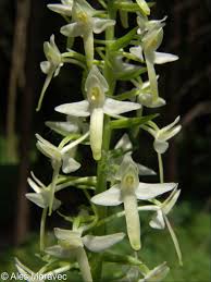 Attēlu rezultāti vaicājumam “Platanthera bifolia leaf”