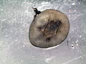 Attēlu rezultāti vaicājumam “Balanus improvisus”