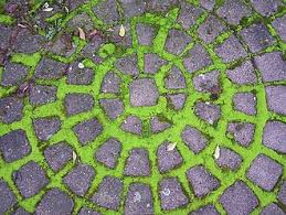 Attēlu rezultāti vaicājumam “Barbula convoluta”