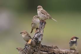 Image result for Passer hispaniolensis