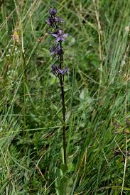 Attēlu rezultāti vaicājumam “Swertia perennis leaf”