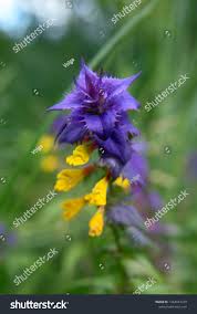 Attēlu rezultāti vaicājumam “Melampyrum nemorosum flower”