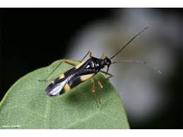 Attēlu rezultāti vaicājumam “Dryophilocoris flavoquadrimaculatus”