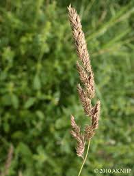 Attēlu rezultāti vaicājumam “Phalaroides arundinacea”