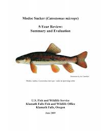 Image result for Mylopharodon conocephalus