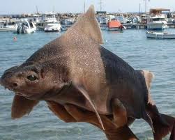 Image result for Squatina dumeril