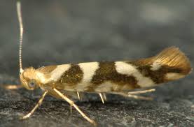 Attēlu rezultāti vaicājumam “Argyresthia goedartella”