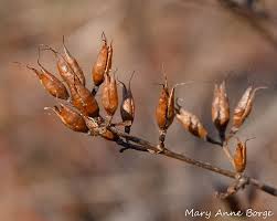 Attēlu rezultāti vaicājumam “Hypericum perforatum fruit”