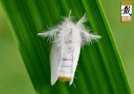 Attēlu rezultāti vaicājumam “Euproctis similis larva”