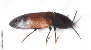 Attēlu rezultāti vaicājumam “Ampedus balteatus”