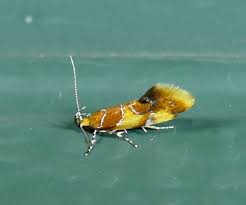 Attēlu rezultāti vaicājumam “Epicallima formosella”