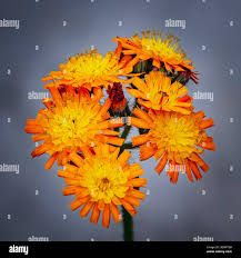 Attēlu rezultāti vaicājumam “Pilosella aurantiaca”