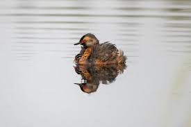 Image result for Podiceps auritus