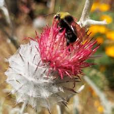 Attēlu rezultāti vaicājumam “Cirsium x rigens flower”