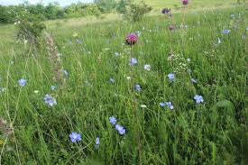 Attēlu rezultāti vaicājumam “Plebejus idas male”