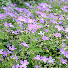 Attēlu rezultāti vaicājumam “Geranium sylvaticum flower”