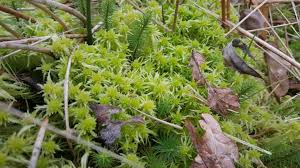 Attēlu rezultāti vaicājumam “Sphagnum fimbriatum”