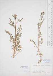 Image result for Rorippa nasturtium-aquaticum