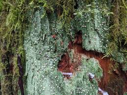 Attēlu rezultāti vaicājumam “Icmadophila ericetorum”