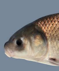 Image result for Carpiodes carpio