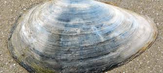 Attēlu rezultāti vaicājumam “Mya arenaria”