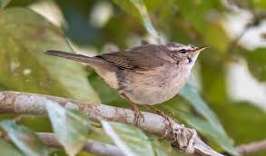 Attēlu rezultāti vaicājumam “Phylloscopus trochiloides adult”