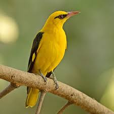 Attēlu rezultāti vaicājumam “Oriolus oriolus”