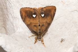 Attēlu rezultāti vaicājumam “Orgyia antiqua imago”