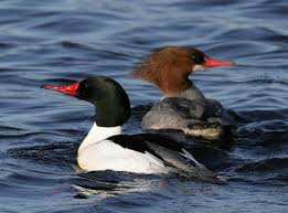 Attēlu rezultāti vaicājumam “Mergus merganser”