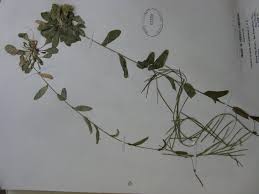 Attēlu rezultāti vaicājumam “Arabis hirsuta”