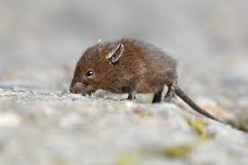 Attēlu rezultāti vaicājumam “Muridae”