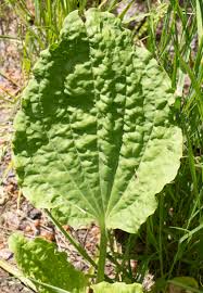 Attēlu rezultāti vaicājumam “Plantago uniflora leaf”