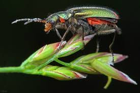 Attēlu rezultāti vaicājumam “Malachius bipustulatus”