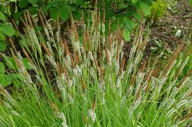 Attēlu rezultāti vaicājumam “Carex elata flower”