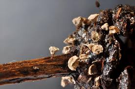 Attēlu rezultāti vaicājumam “Craterium aureonucleatum”