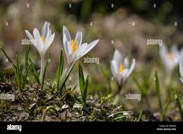 Attēlu rezultāti vaicājumam “Crocus vernus subsp. vernus flower”